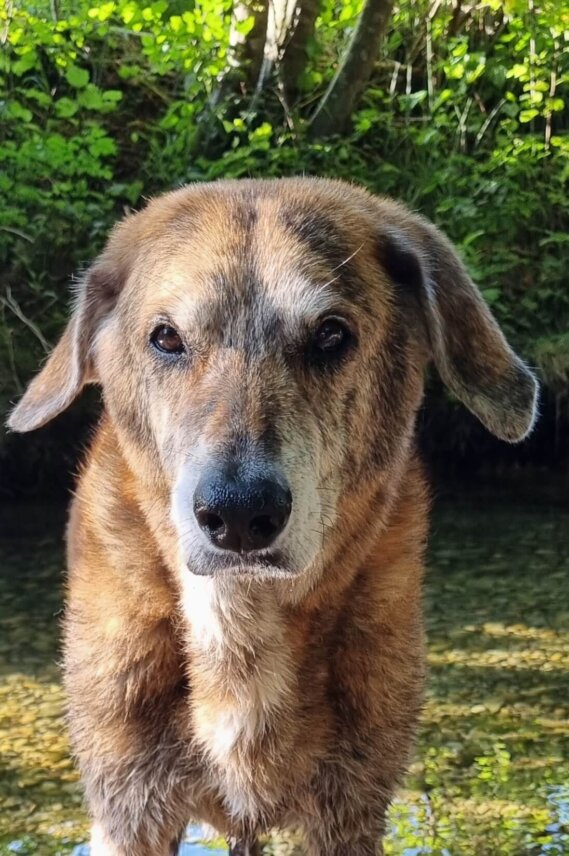 Die schönste Hündin