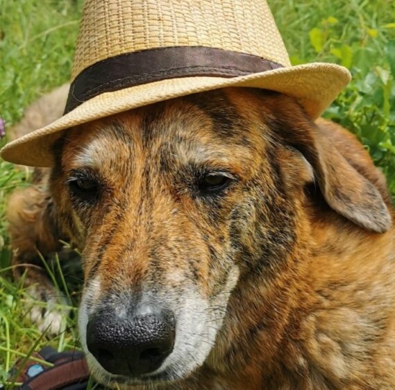 Batida meine Hündin