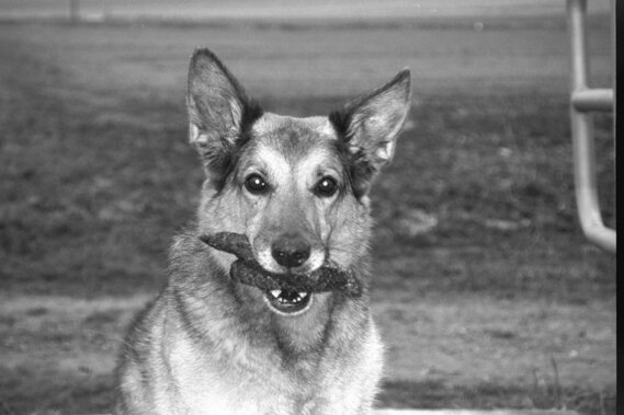 Chyla meine erste Hündin