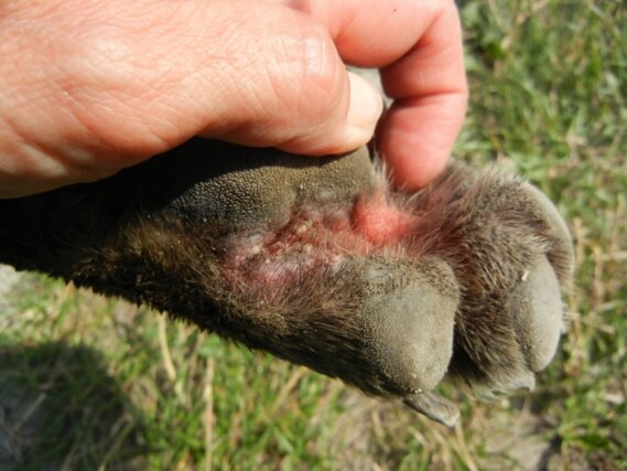 Das Bild zeigt eine Hundepfote mit einer Verletzung zwischen den Pfotenballen