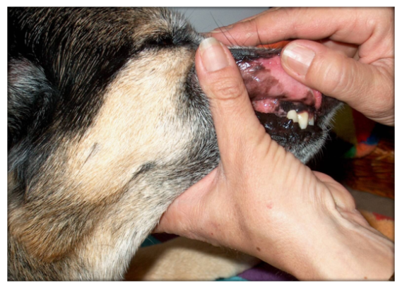 Gesunde Schleimhaut beim Hund