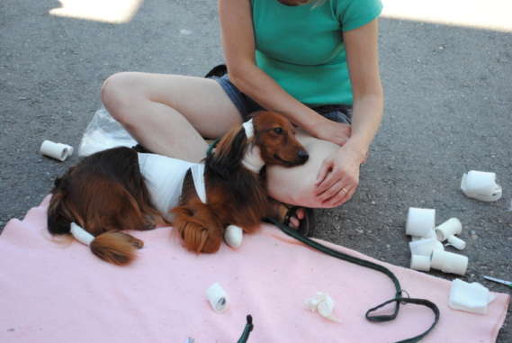 Der Dackel wurde an verschiedenen Stellen verbunden
