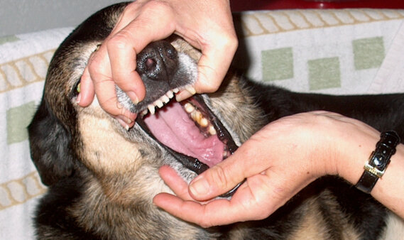 Schnauze öffnen für Tabletteneingabe